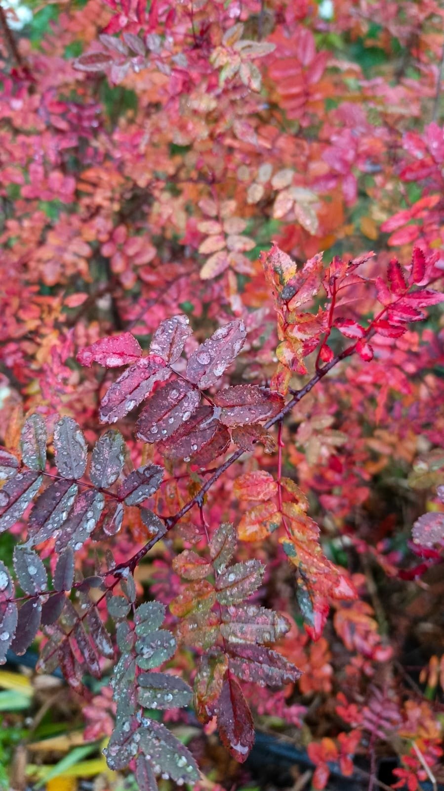 Mwwb8wkzgnzUDhjXa 0M R2xcByMWtV6rRBFuZhdi5c5qWaqAv49041yuz-chlz7ds87WRlNF J4co86yFRGDiuz